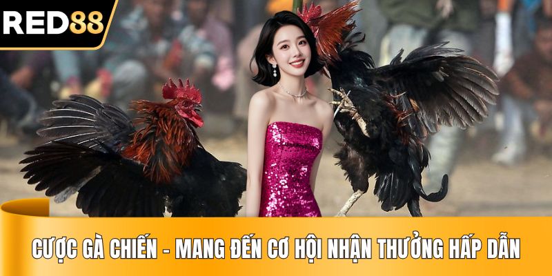 Cược Gà Chiến