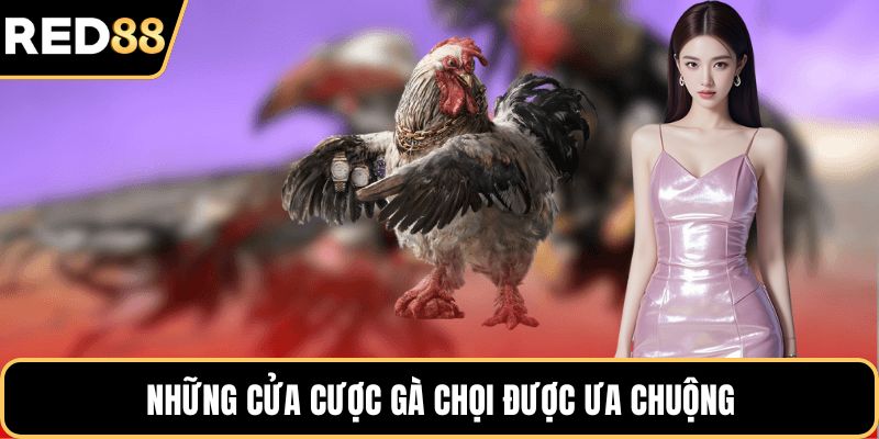 Những cửa cược gà chọi được ưa chuộng