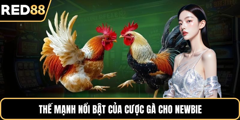 Thế mạnh nổi bật của cược gà cho newbie